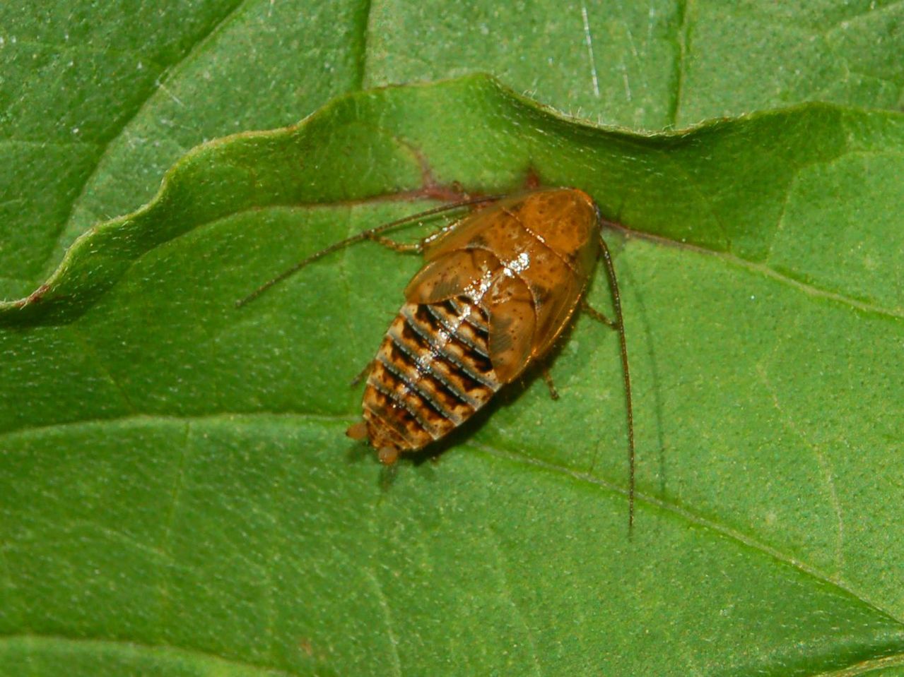 Ectobius sp.